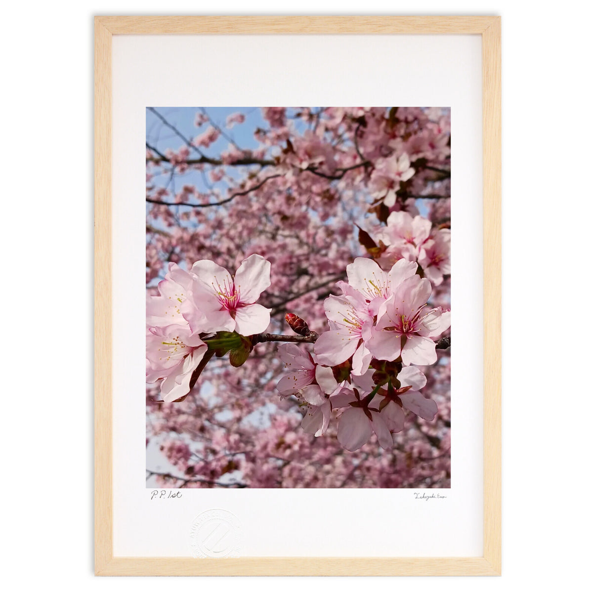 SAKURA