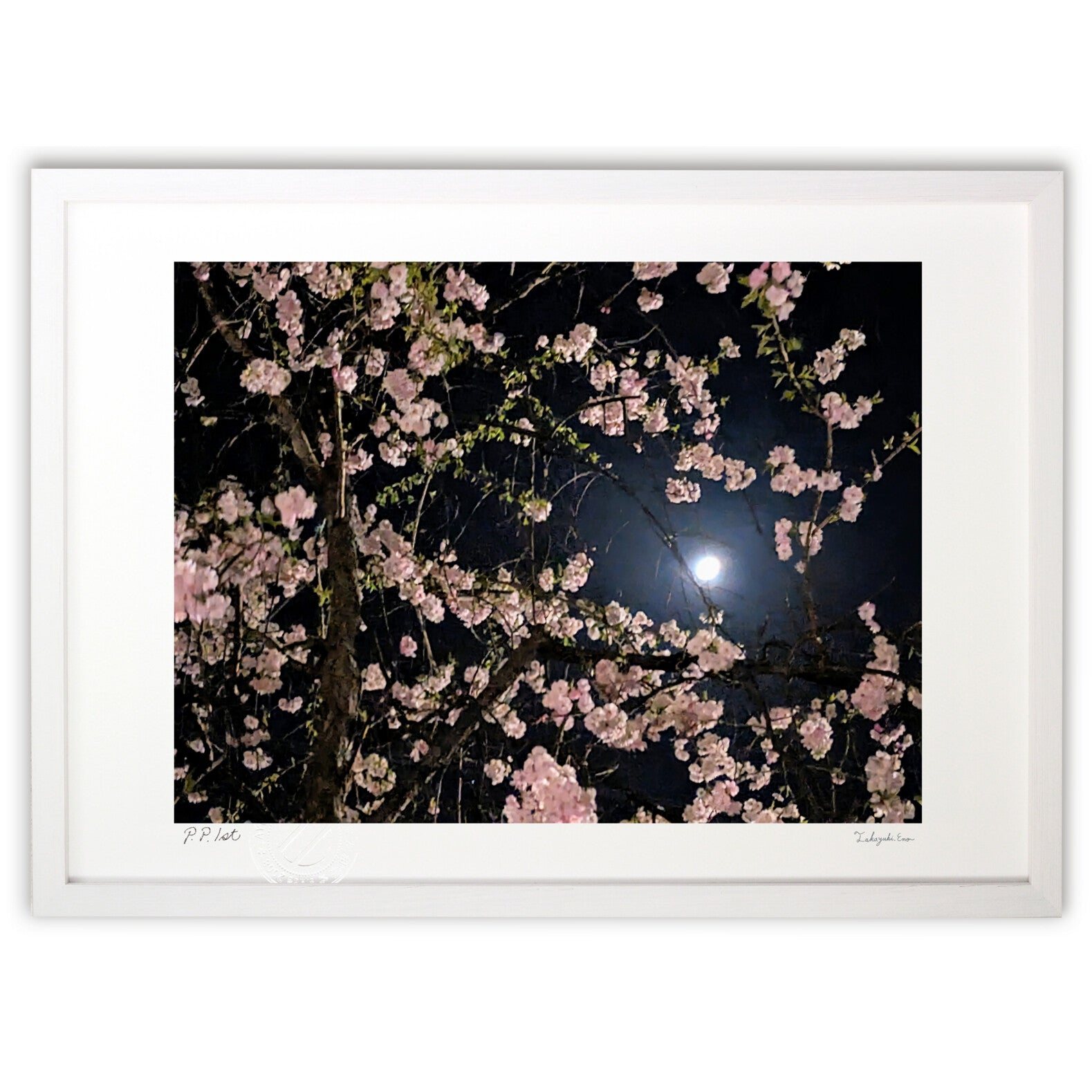 月夜桜 – 絵画や壁飾り販売｜風景投稿販売あゆわら(R)