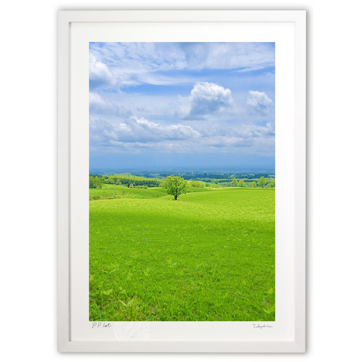 A single tree in the grassland