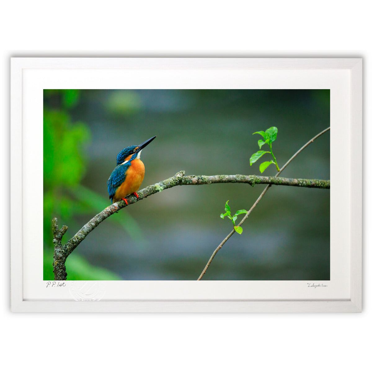 Kingfisher