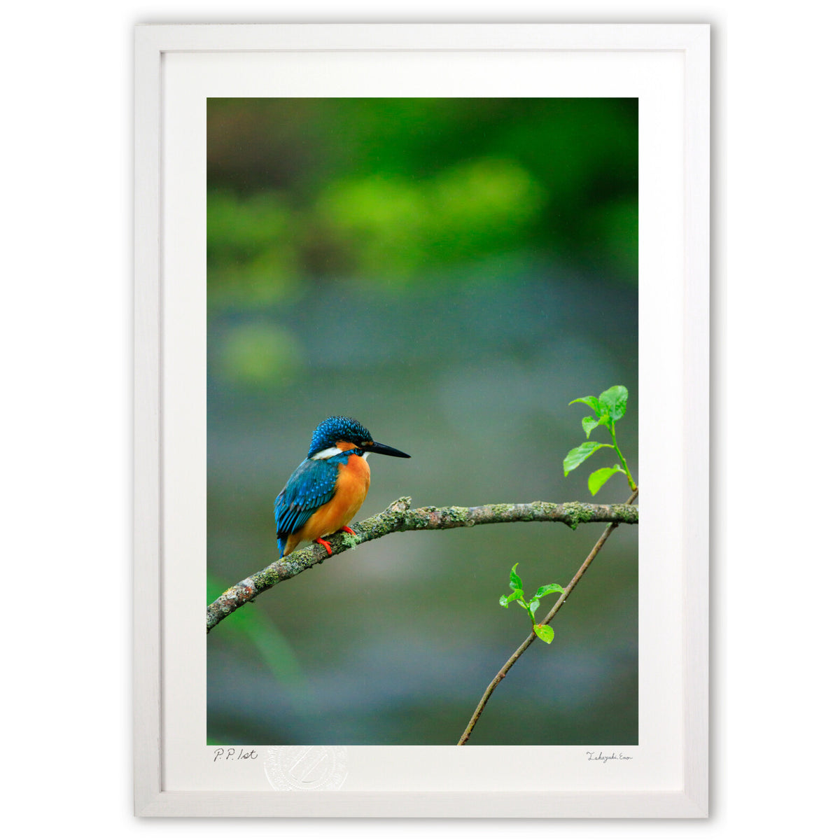 Kingfisher (vertical)