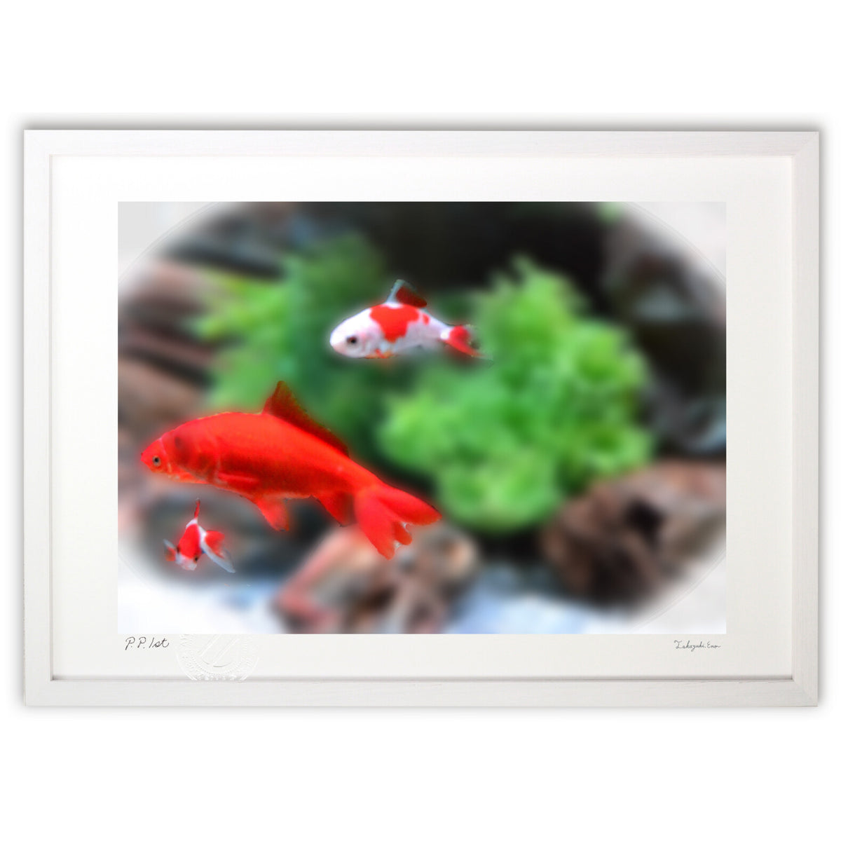 可愛い金魚