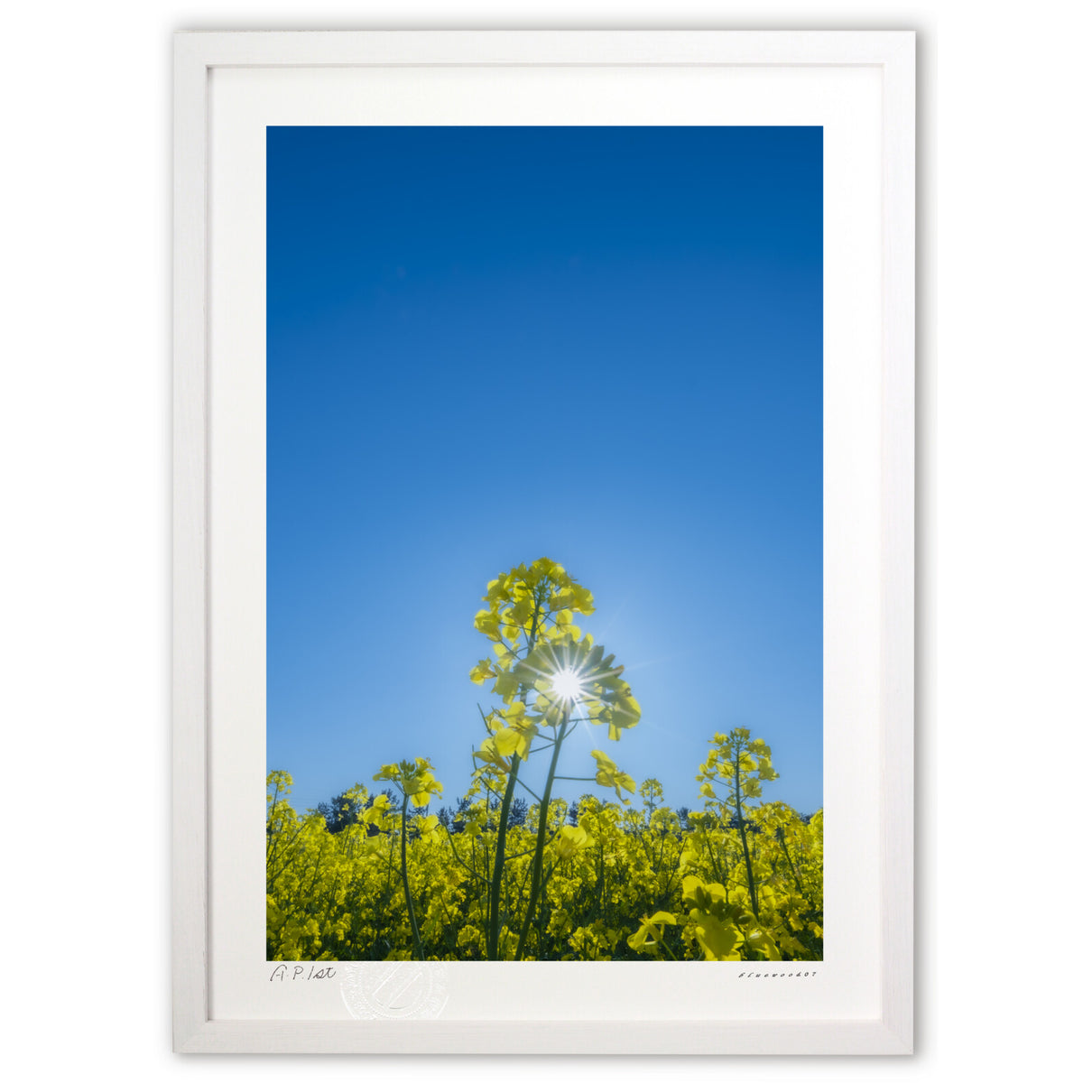 Shining rape blossoms