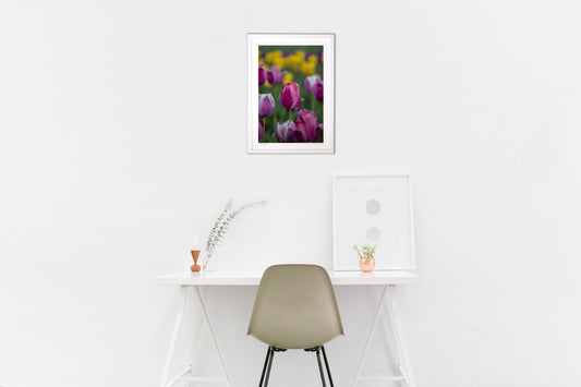 桃色チューリップ