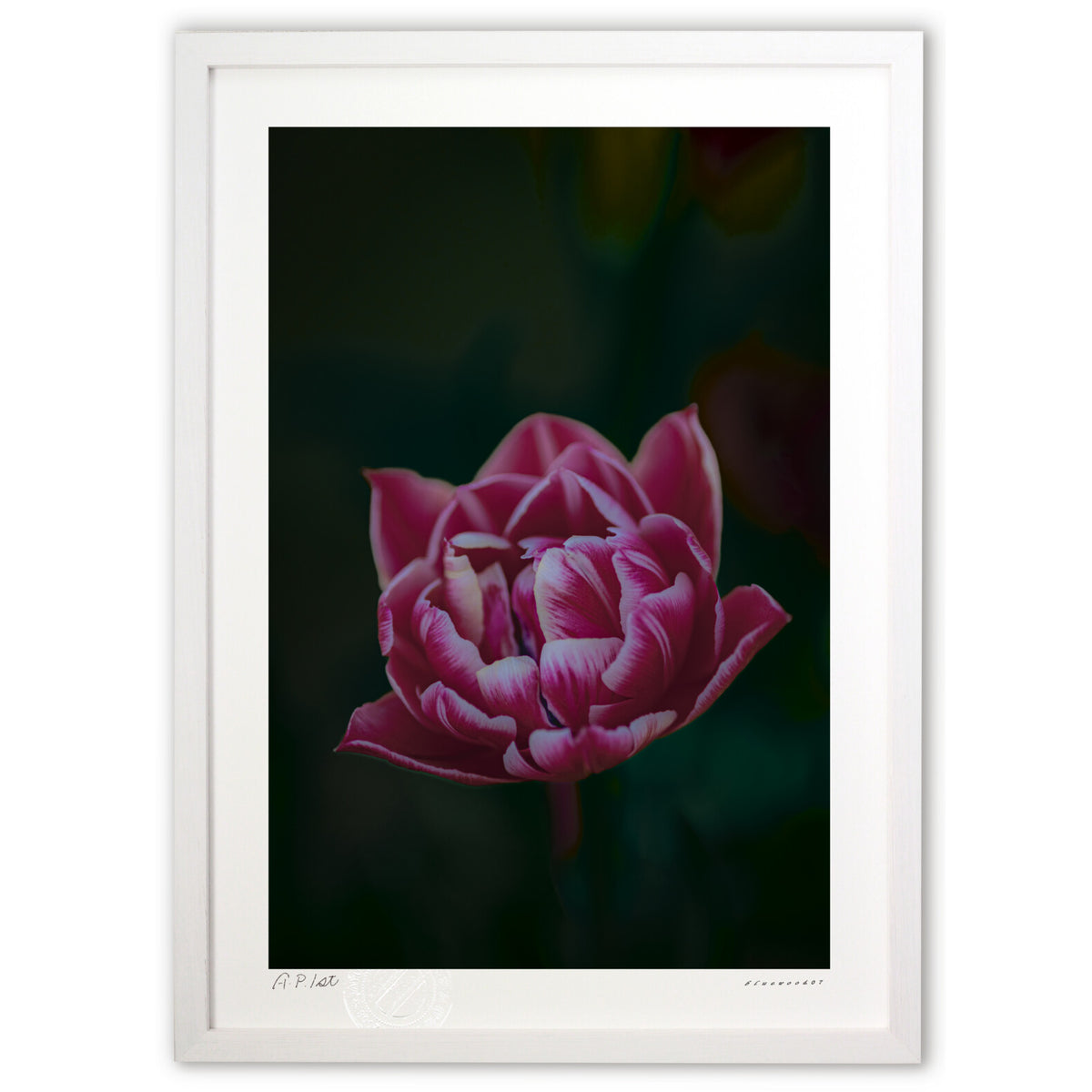 Red Love Tulips