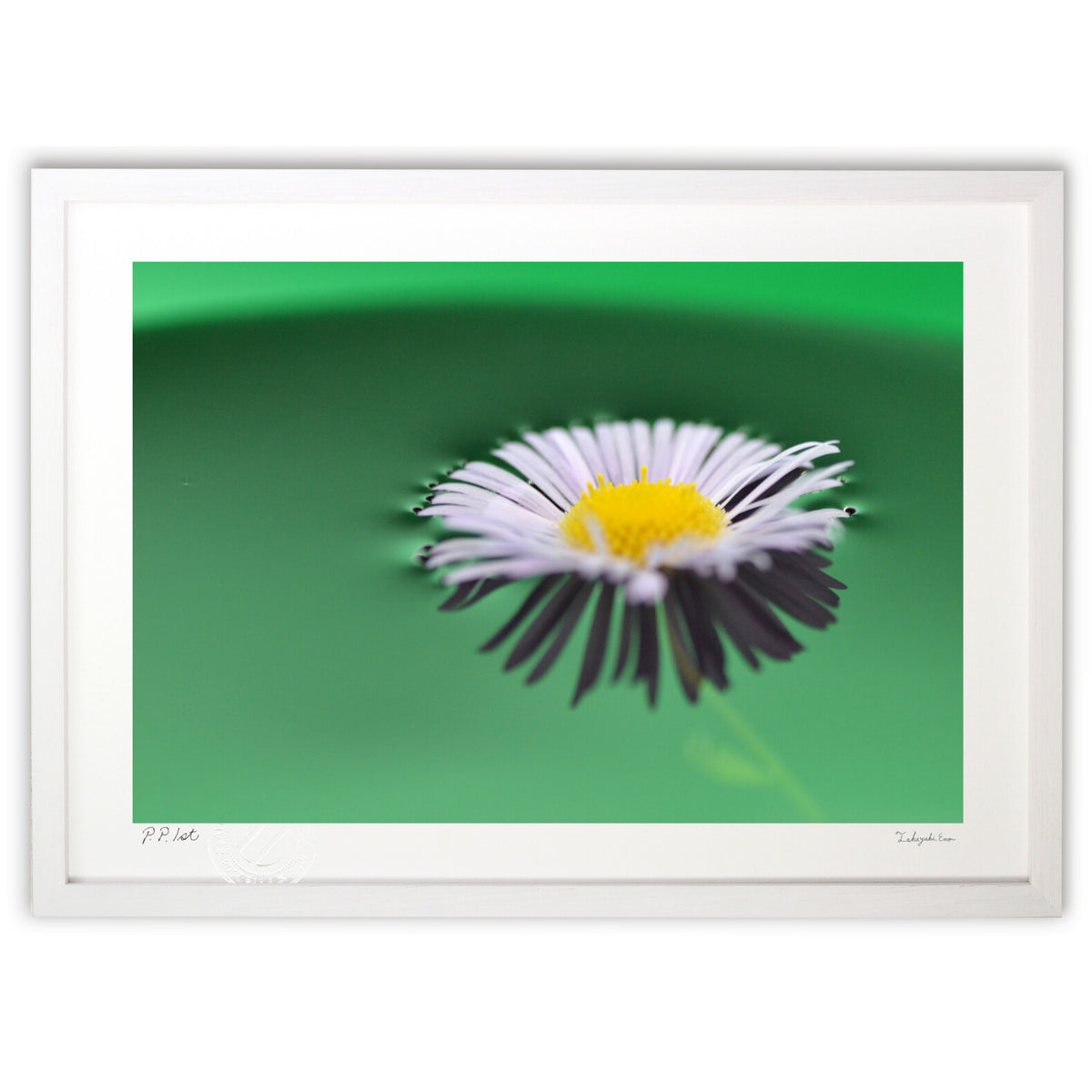 Floating Petals