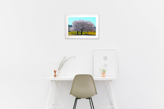 写真 大きな桜の木の下で(横)