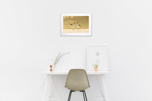 朝靄の中の丹頂鶴