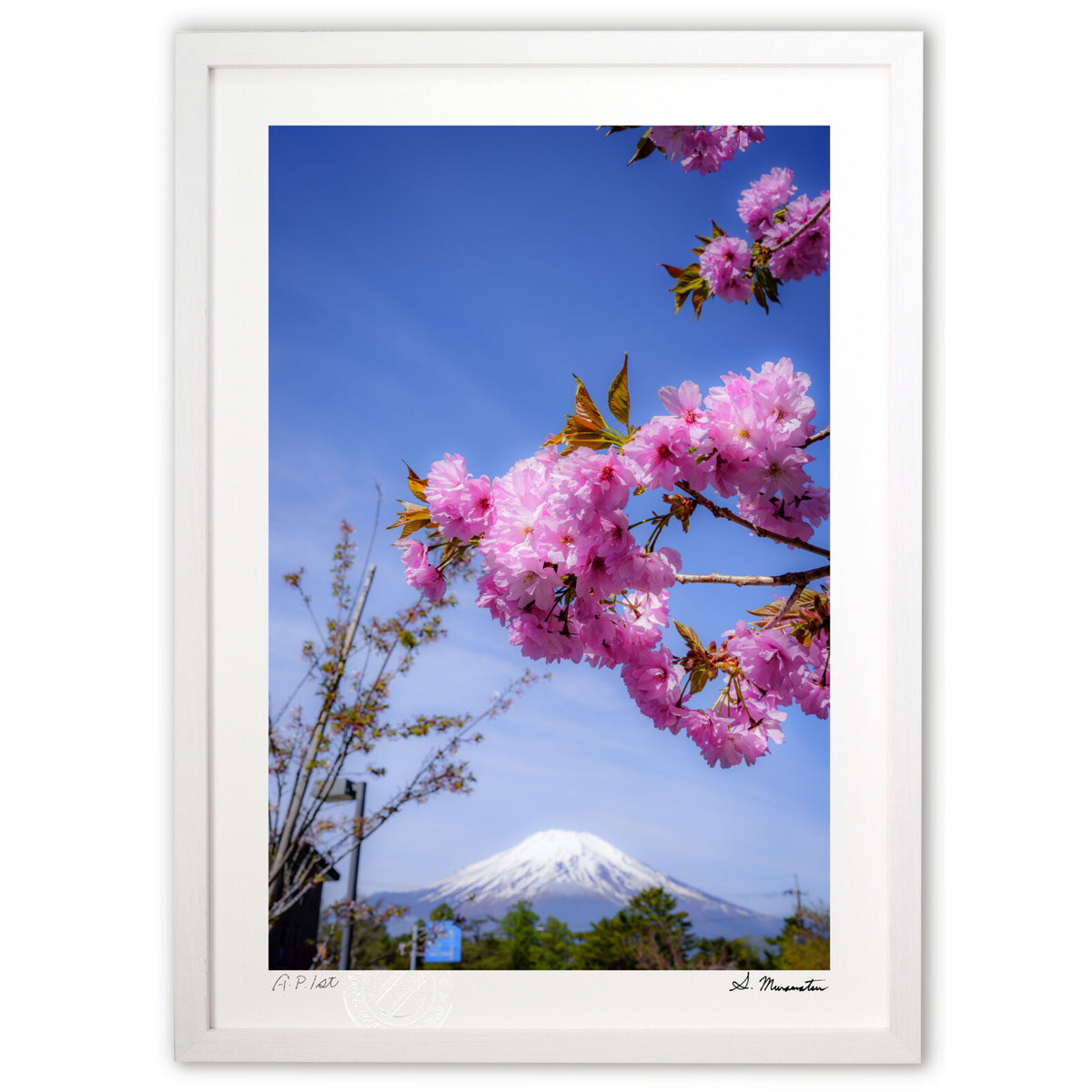 桜富士