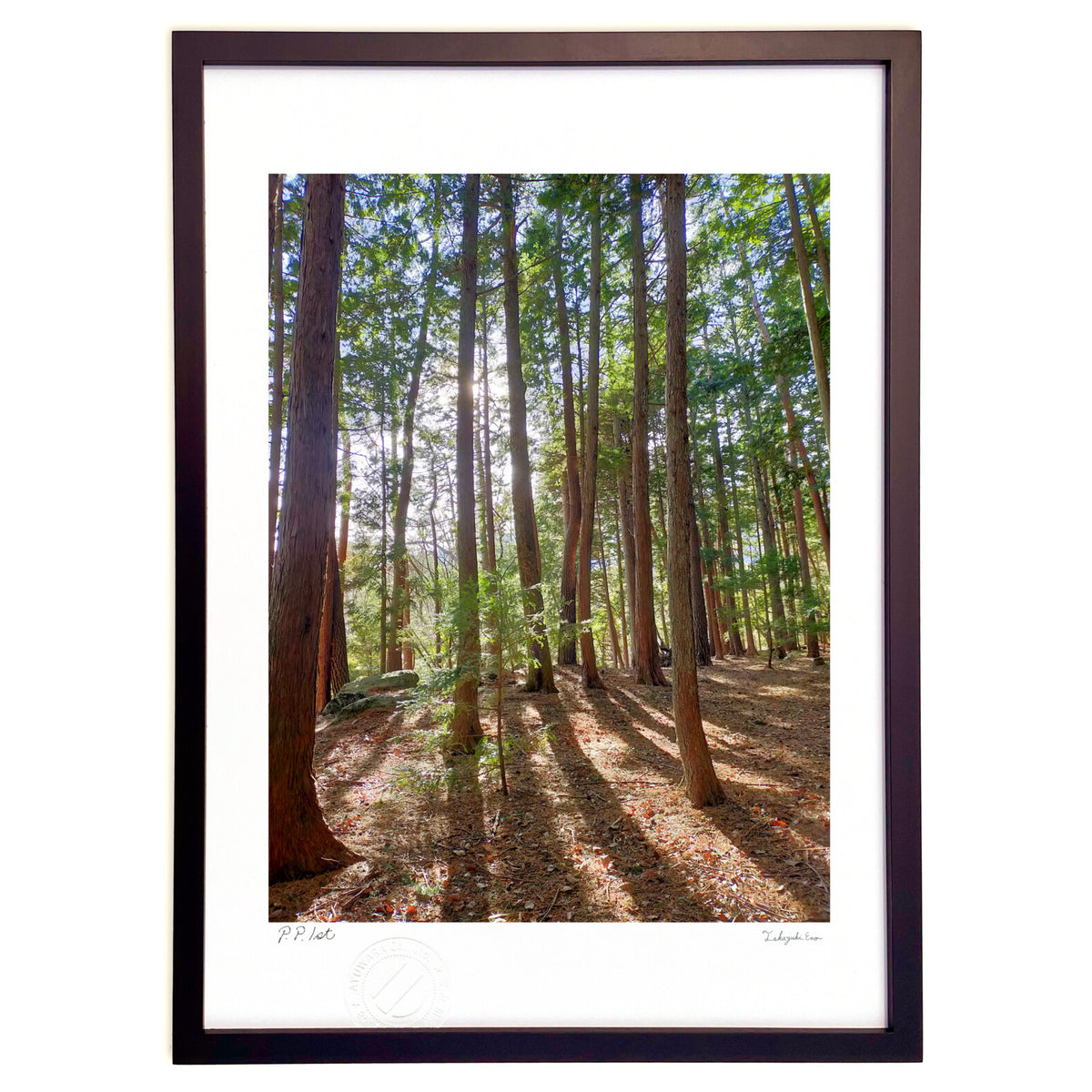 Saplings and light in the forest