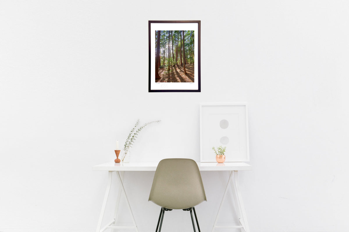 Saplings and light in the forest