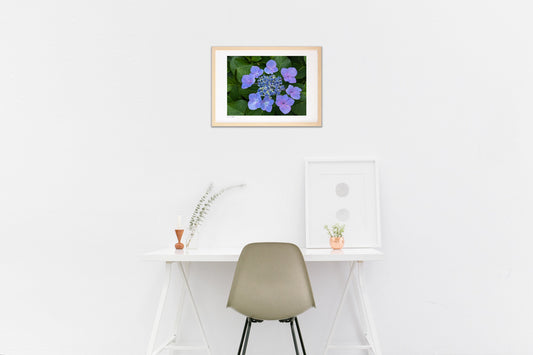 紫色のガクアジサイ