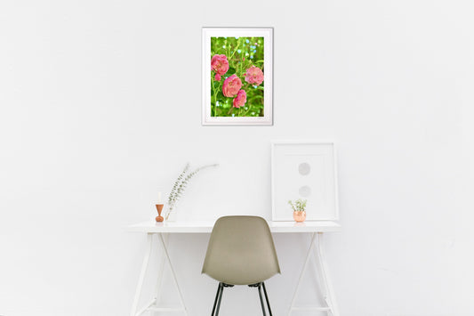 薔薇・アンジェラⅡ