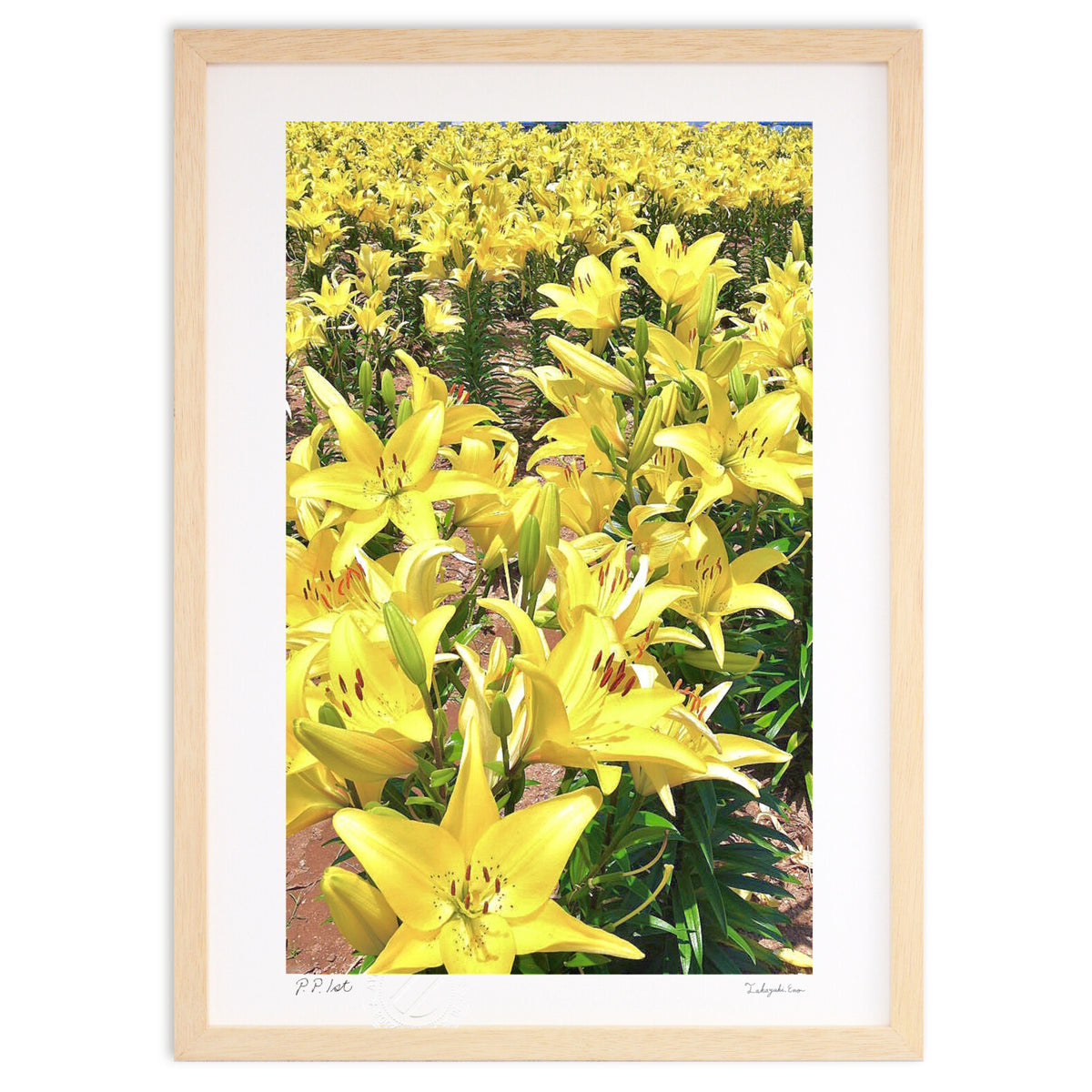Yellow Lily