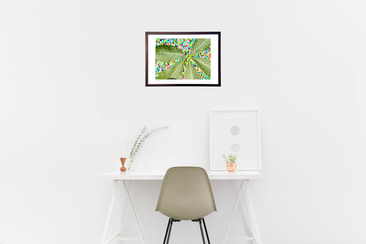 パキラの葉っぱ。