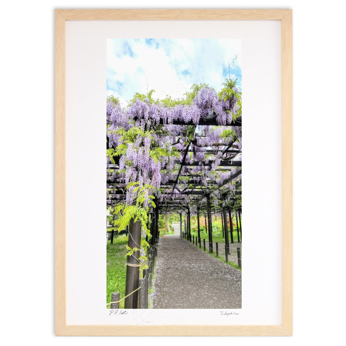 Tenjin Wisteria