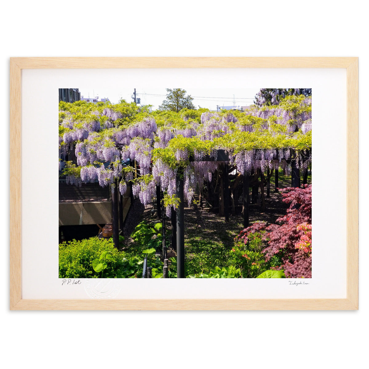 Tenjin Wisteria