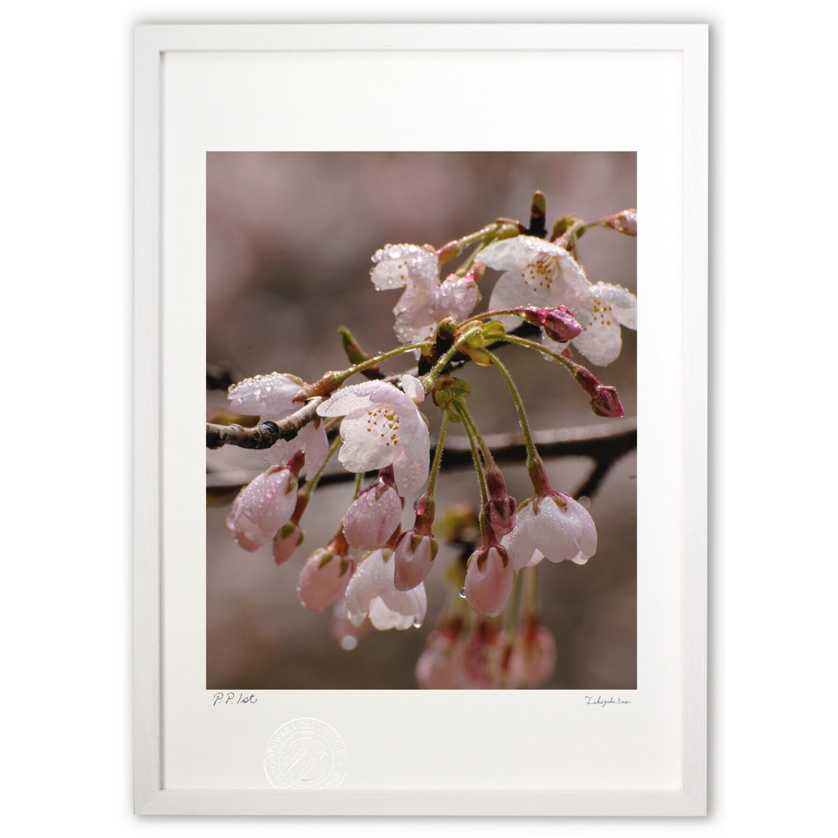 Cherry Blossoms and Drops