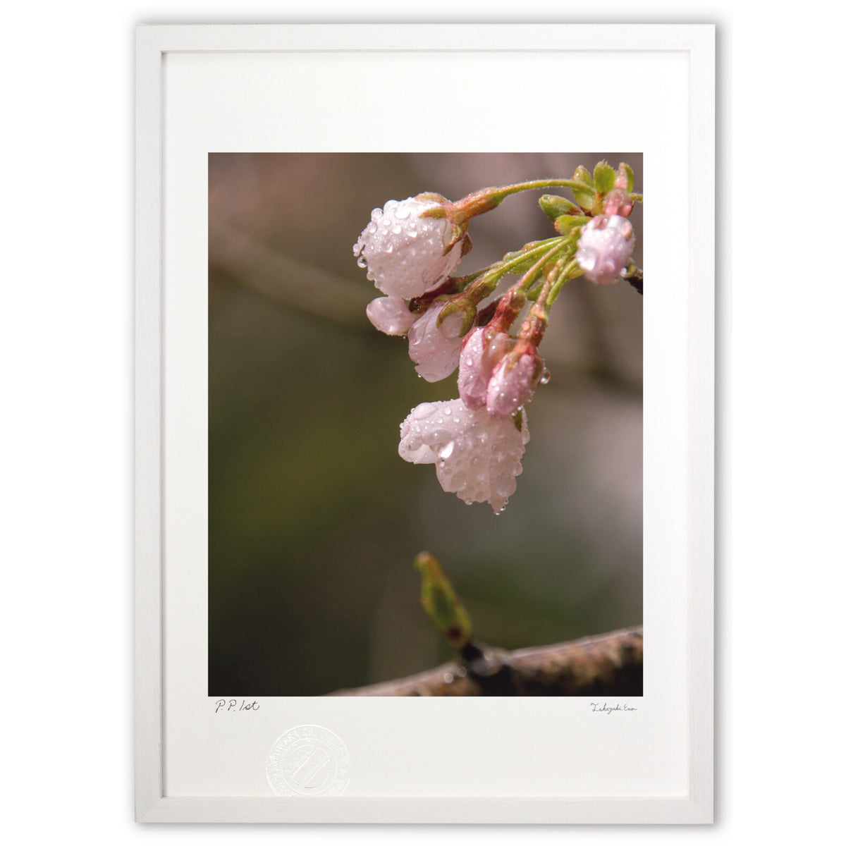 Raindrops on cherry blossoms
