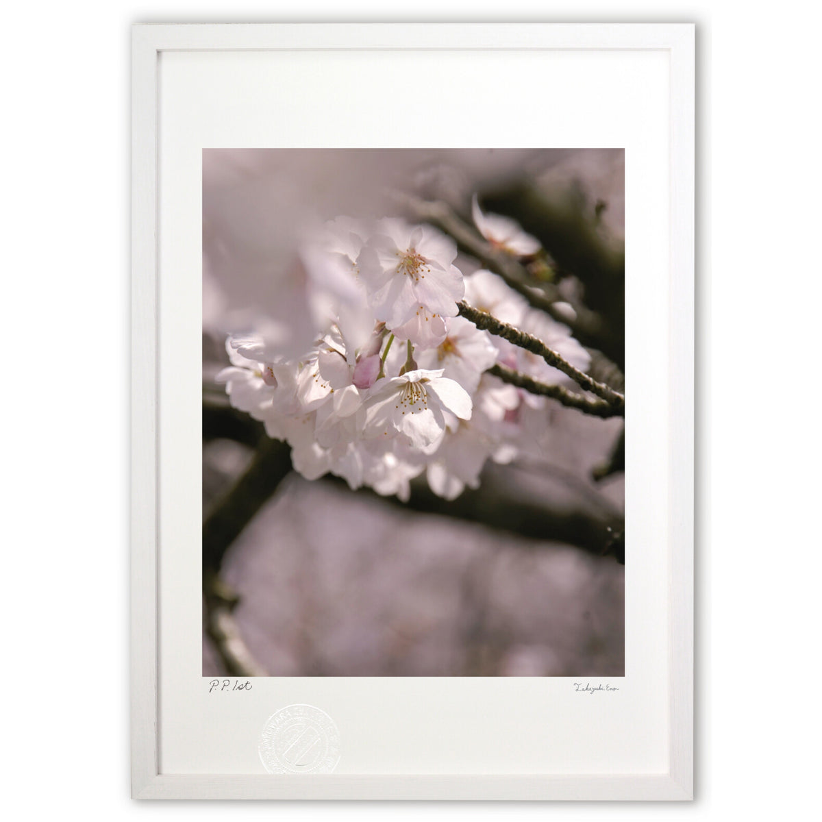 Cherry blossoms, shade, and sunlight filtering through the trees