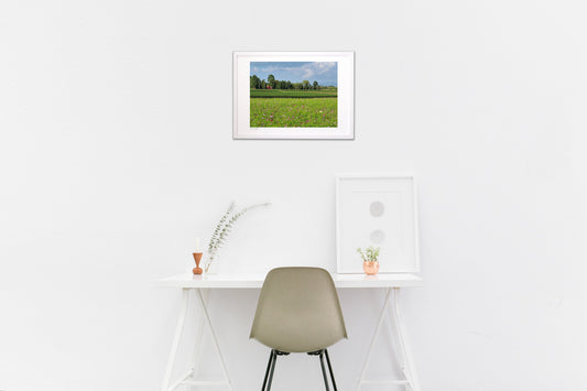 コスモス畑とお茶畑