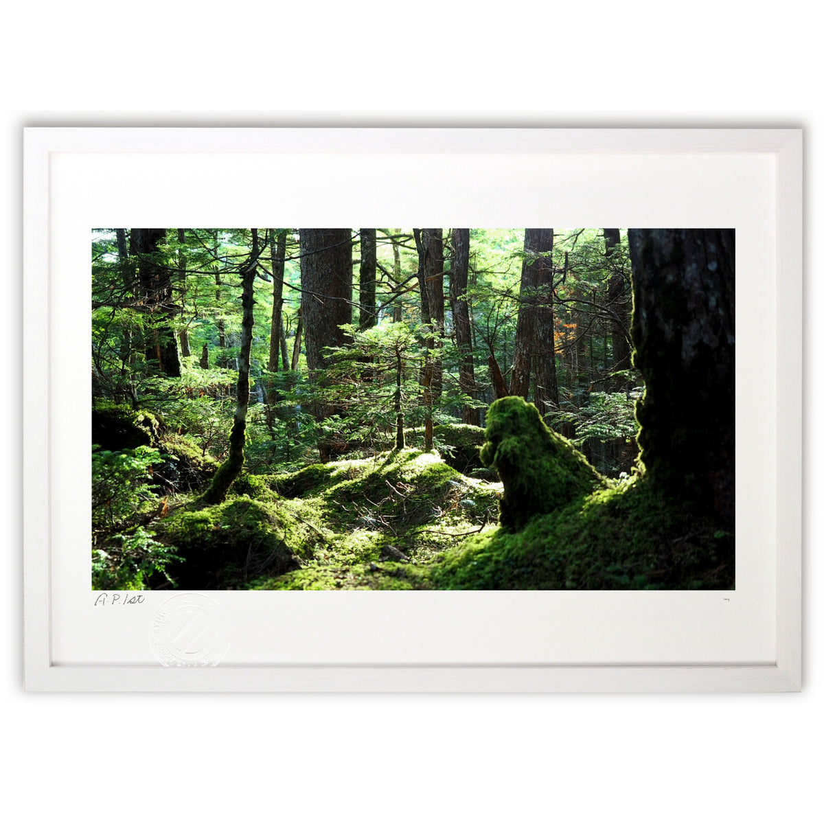 Forest Stage