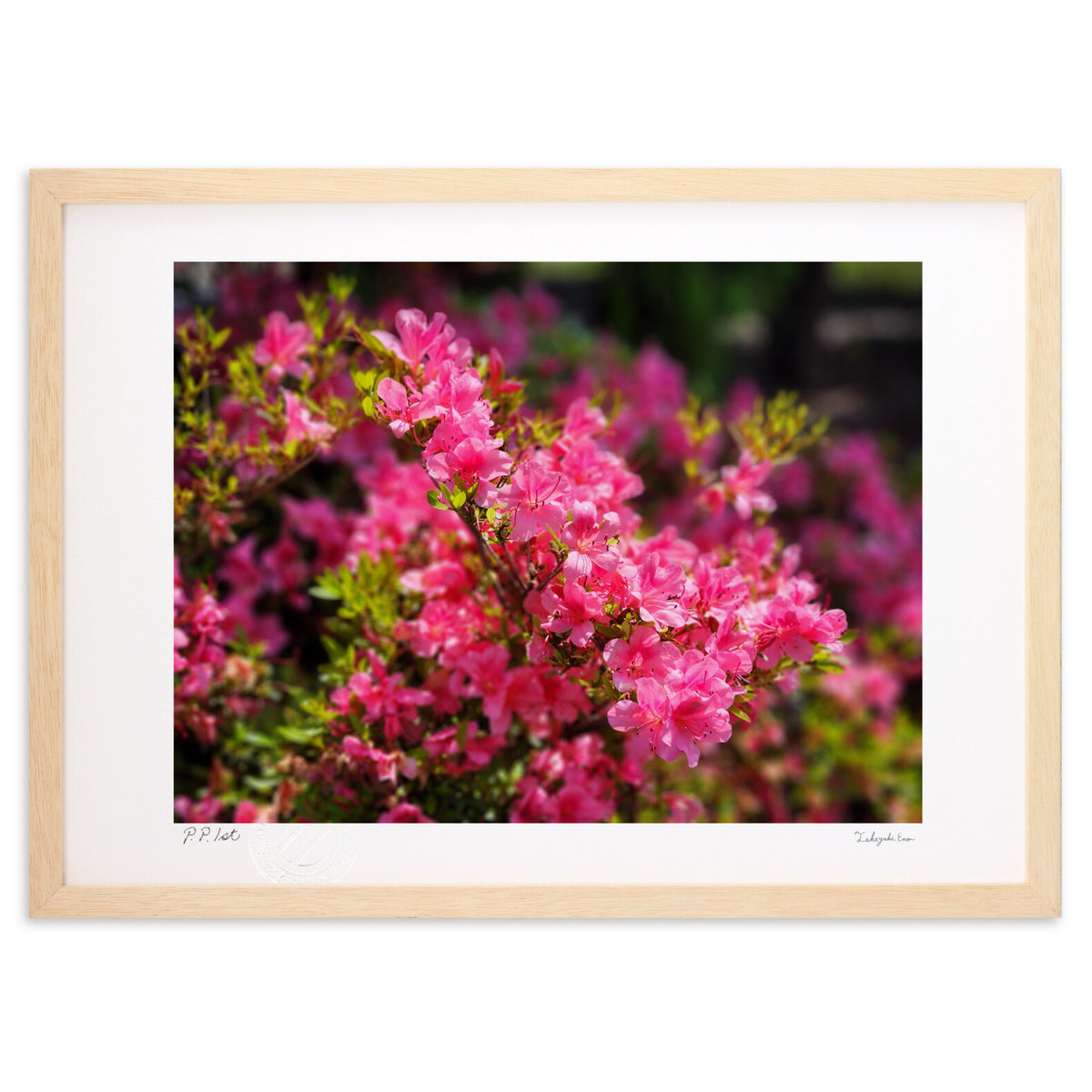 Bright red azalea