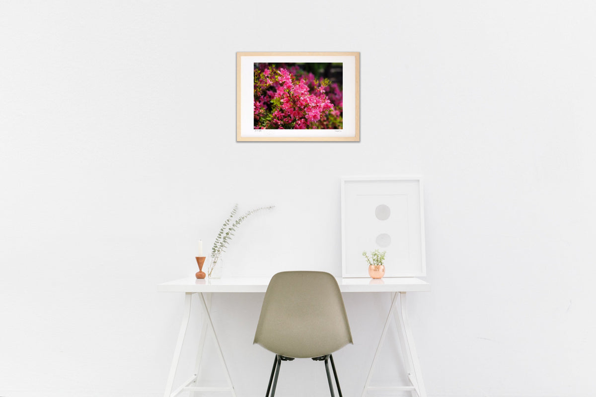 Bright red azalea
