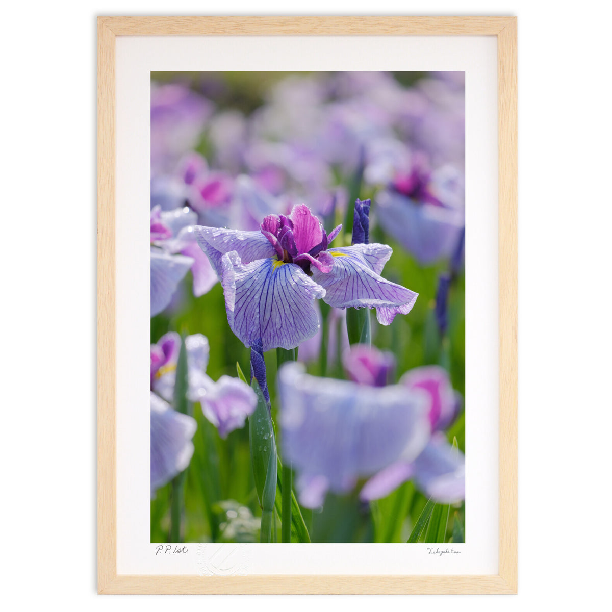 Iris after the rain
