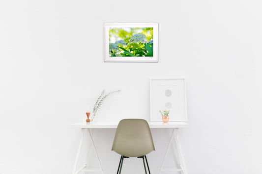 透き通るような紫陽花