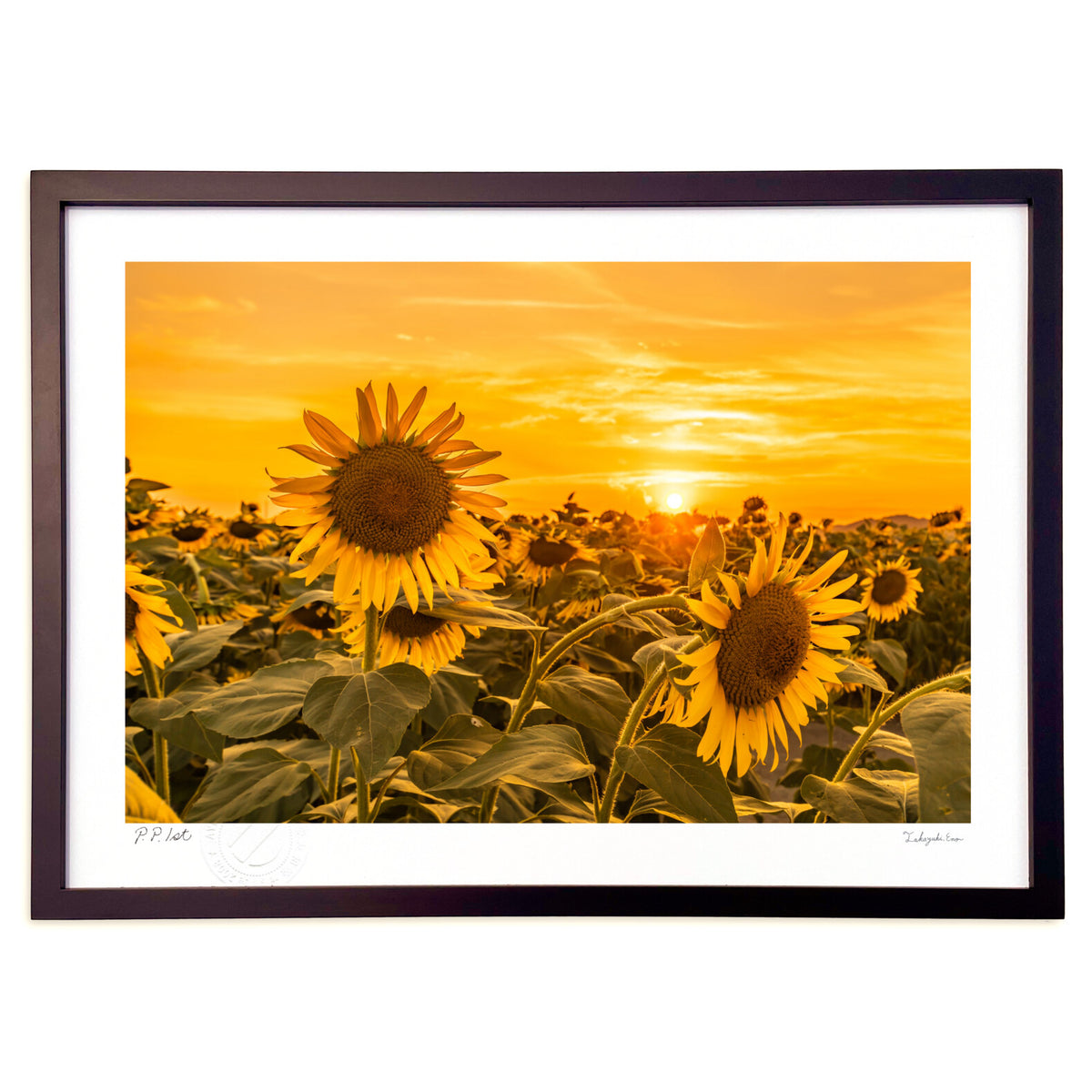 sunflower