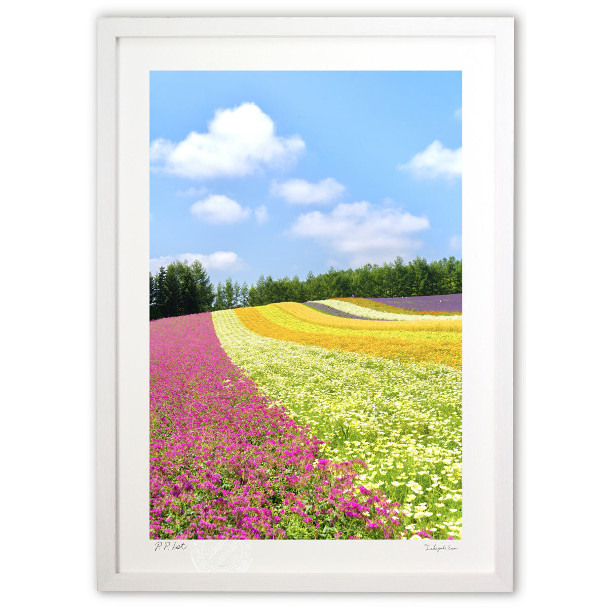 Hokkaido lavender fields