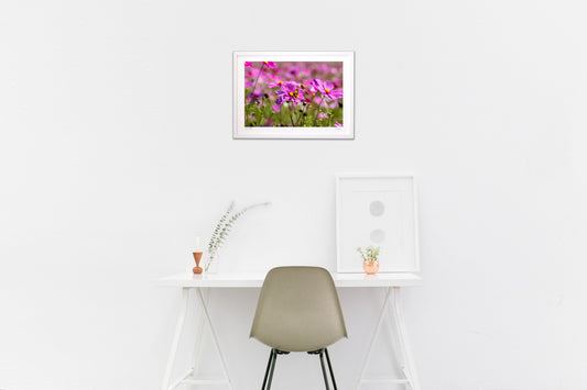 写真 コスモスの蜜を吸う蝶