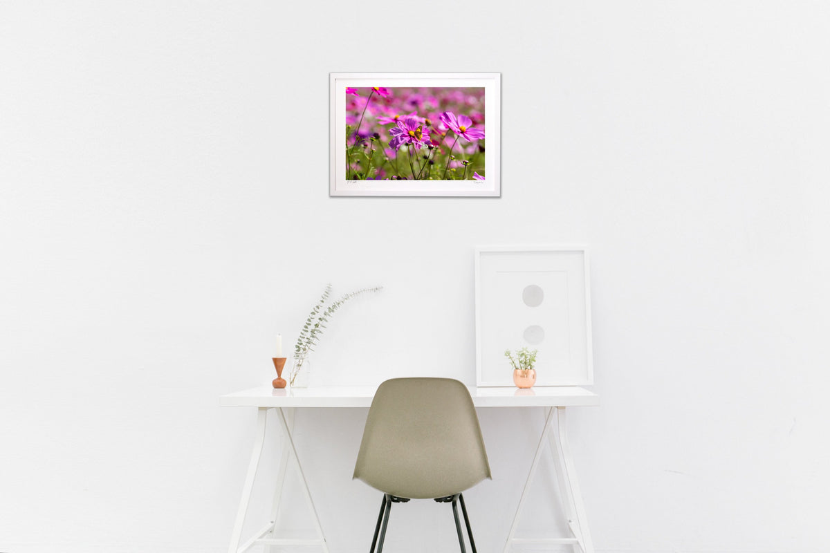 写真 コスモスの蜜を吸う蝶
