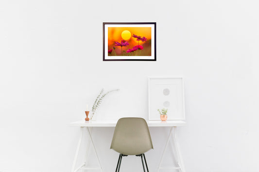 写真 夕陽に映える秋桜