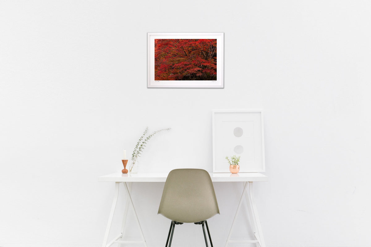 写真 燃えるような紅葉