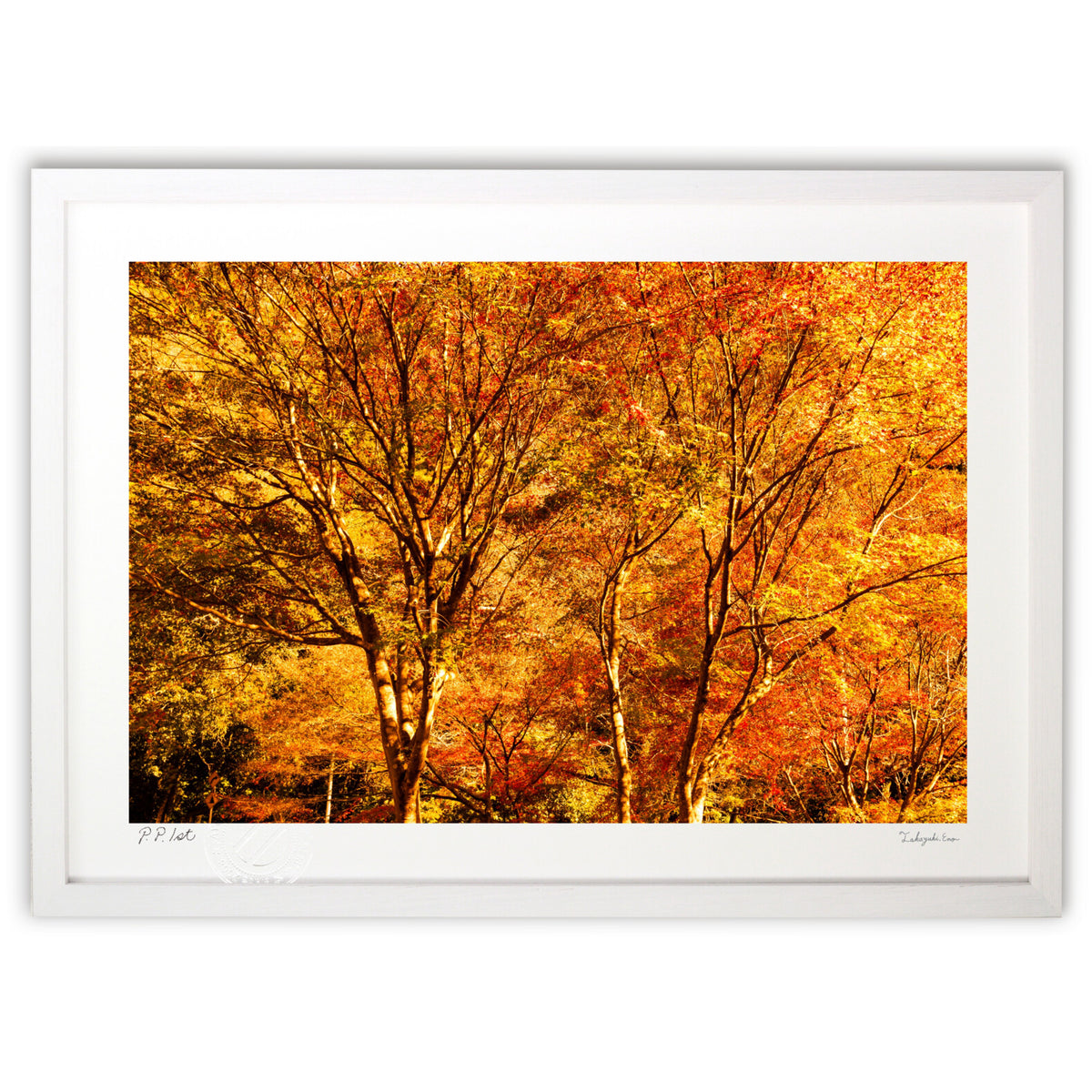 写真 幸運の紅葉