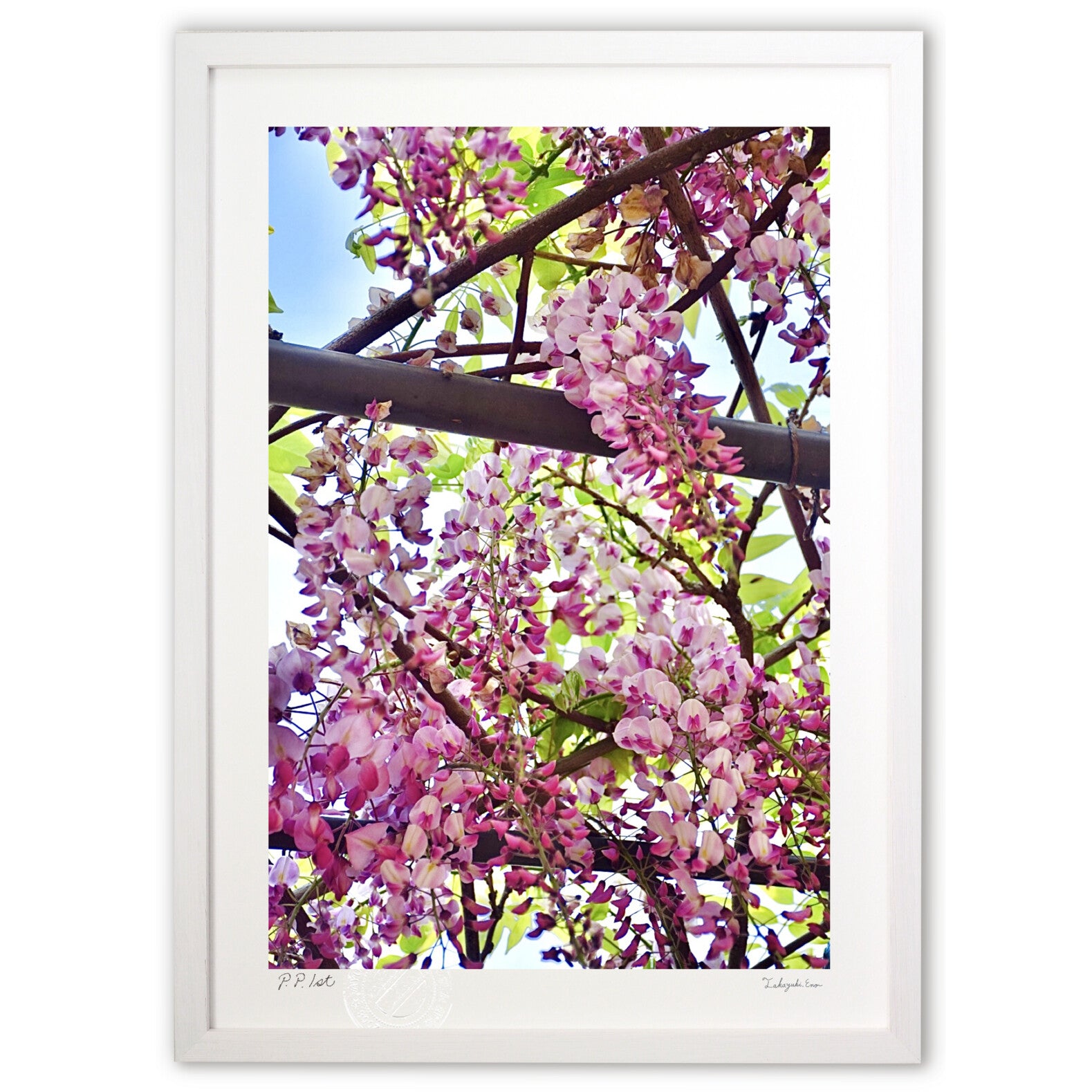 ピンク色の藤 – 絵画や壁飾り販売｜風景投稿販売あゆわら(R)