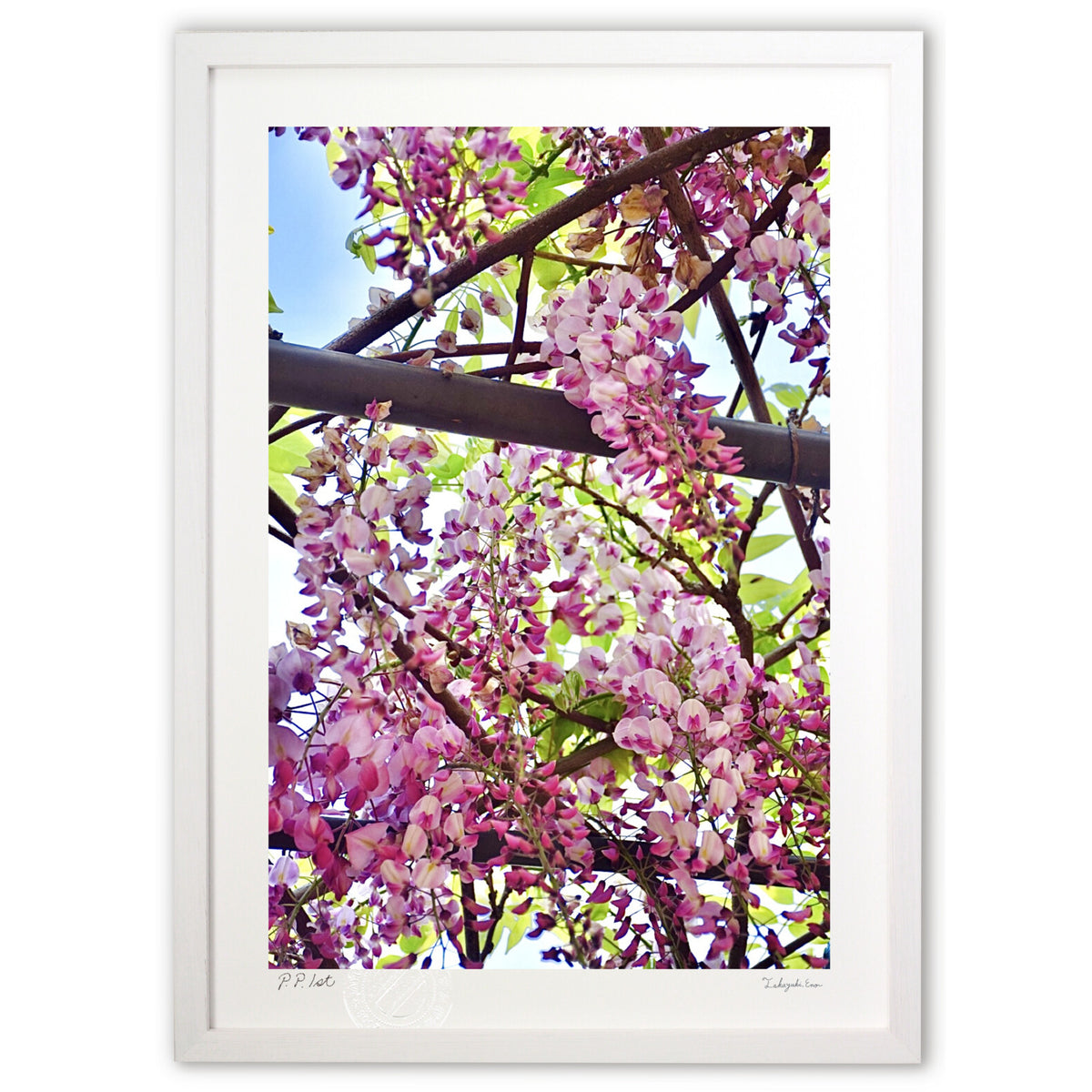 Pink wisteria