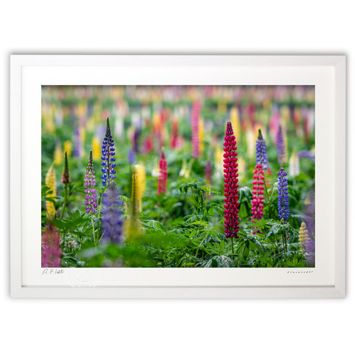 Lupine in full bloom