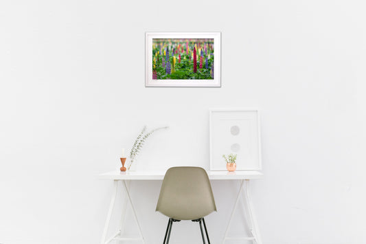 ルピナス咲き誇る