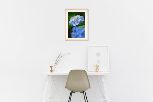 Early summer hydrangeas
