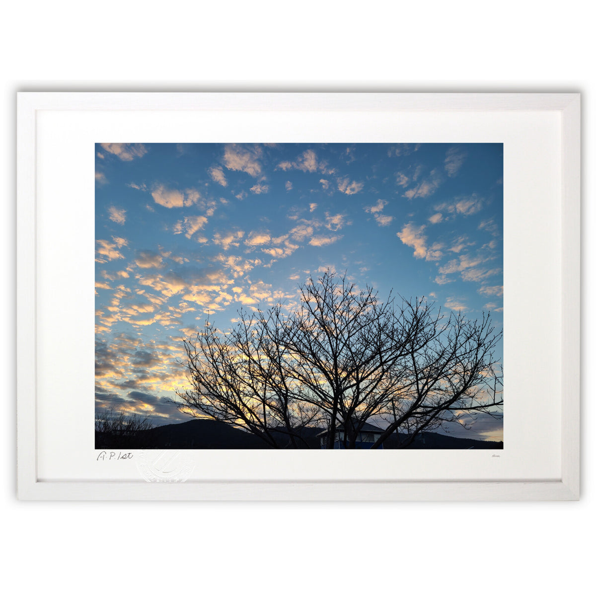 Trees at dusk.