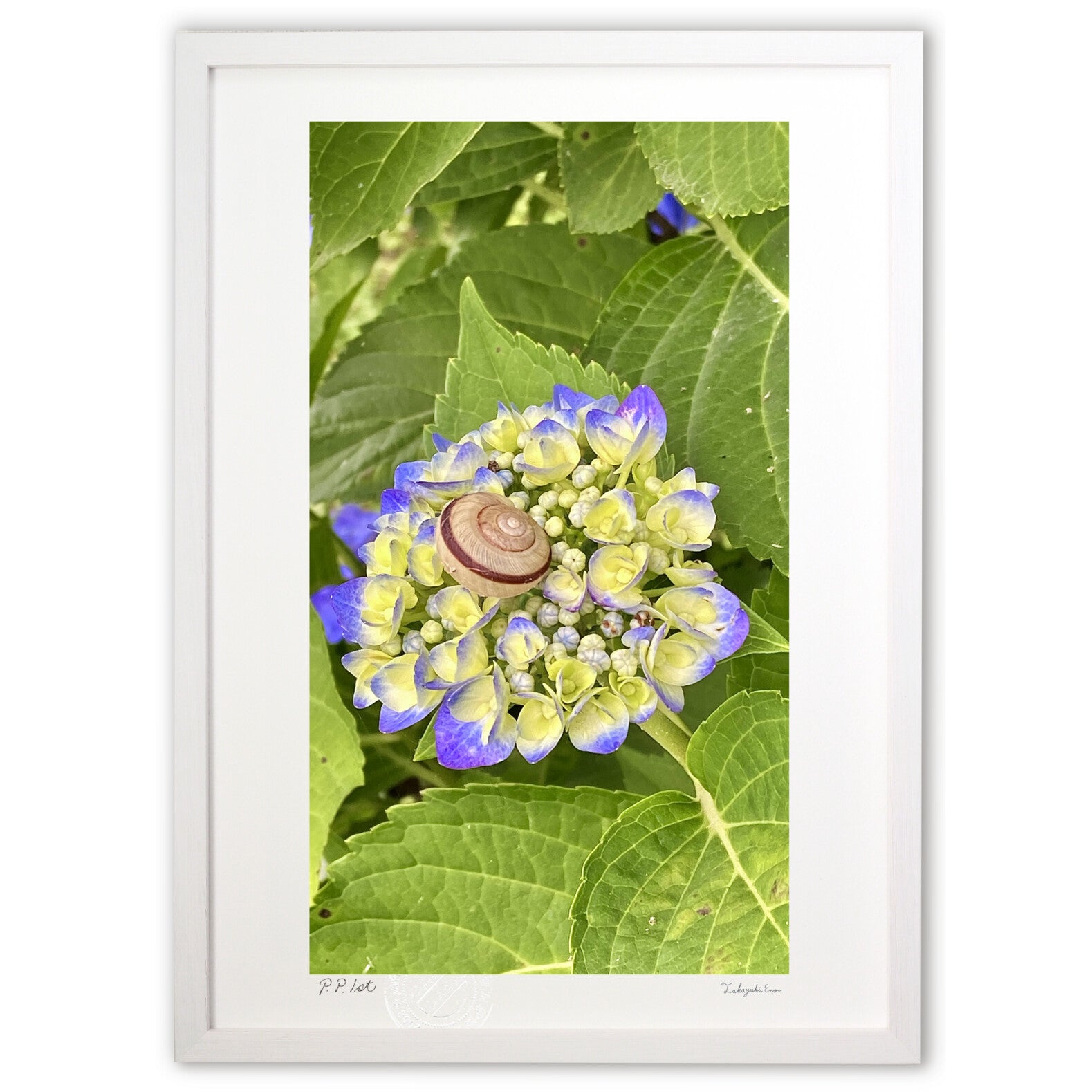 中古　壁掛け　指書　でんでん虫々 紫陽花とでんでん虫 – 絵画や壁飾り販売｜風景投稿販売あゆわら(R)