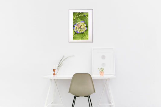 紫陽花とでんでん虫