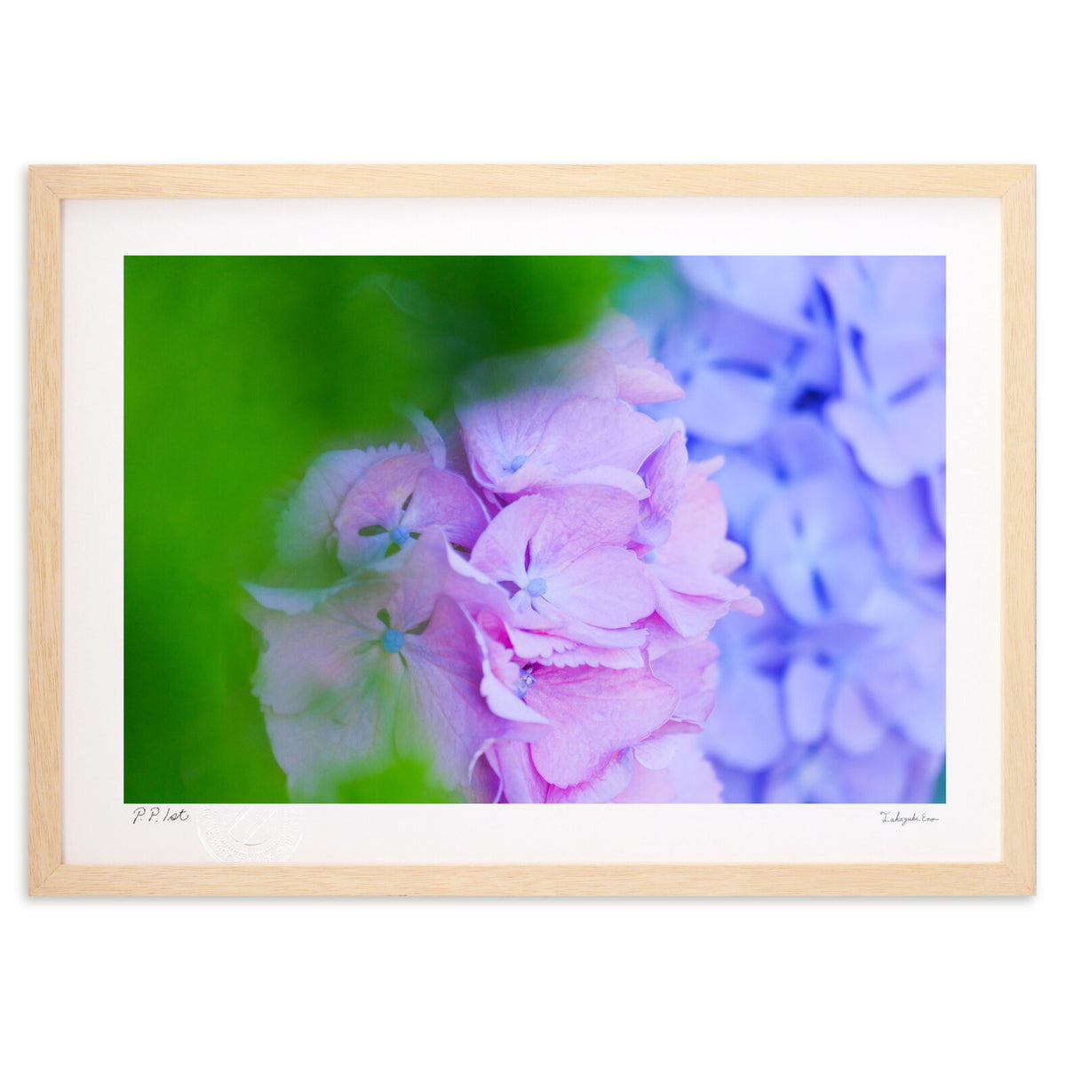 早朝の紫陽花