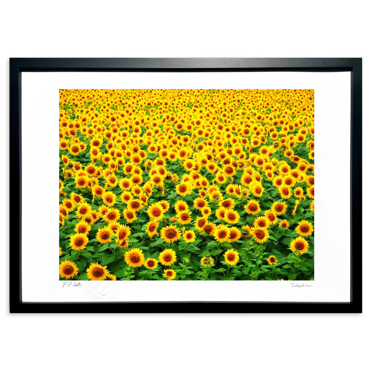 Summer vacation scene: sunflowers