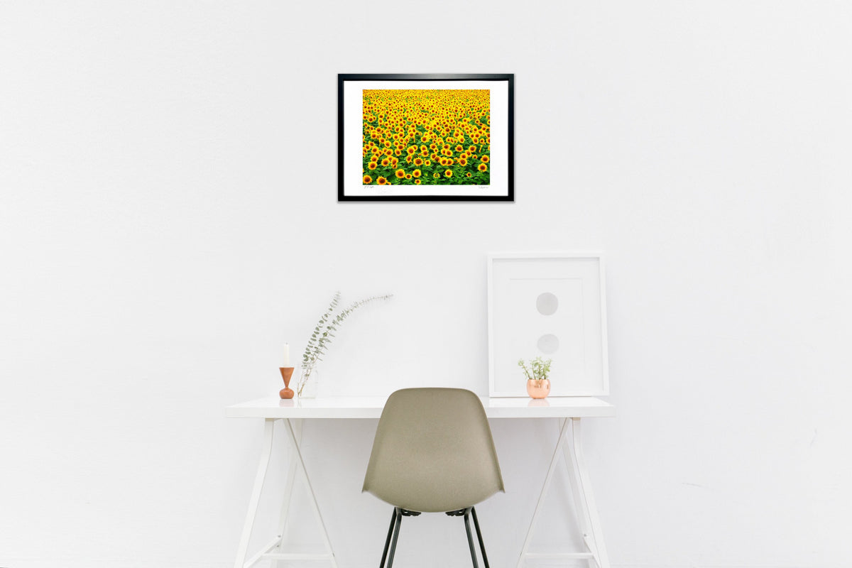 Summer vacation scene: sunflowers