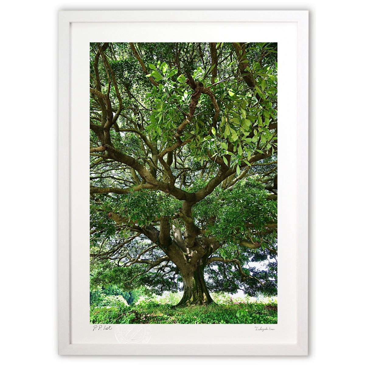 big tree
