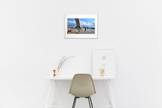 ウミネコとたわむれる